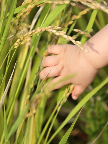 Carbonada Nestum® Arroz